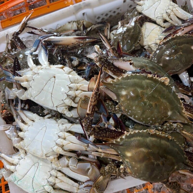 서해안 활 숫꽃게 대짜 1kg