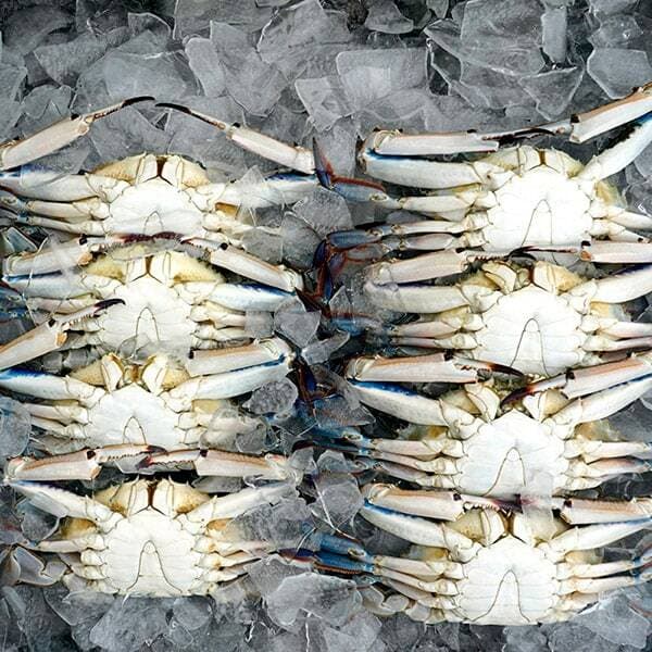 서해안 생물 가을꽃게 7-9미 2kg