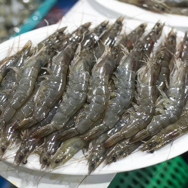 찬바다 신안 활새우 1kg