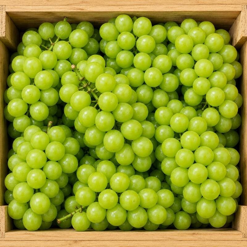 송가네 가정용 샤인머스켓 3kg 6수