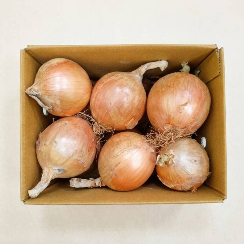무안 일반양파 소 5kg