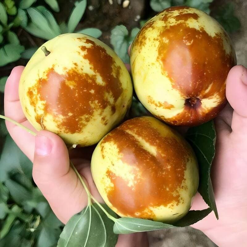 탐나유 사과대추 1kg