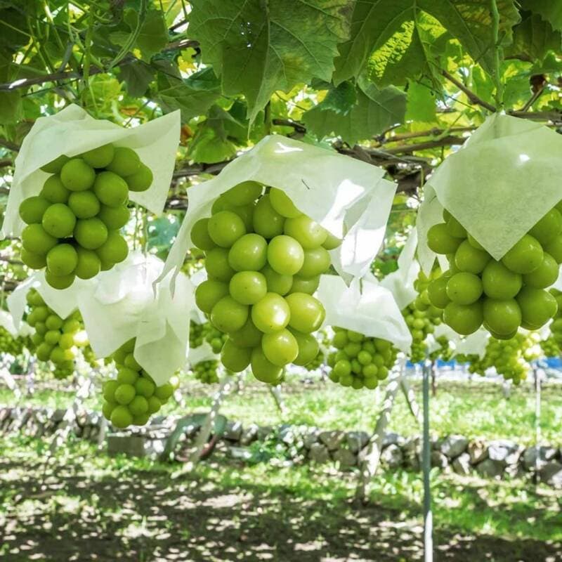 산지직송 샤인머스켓 1kg 1박스