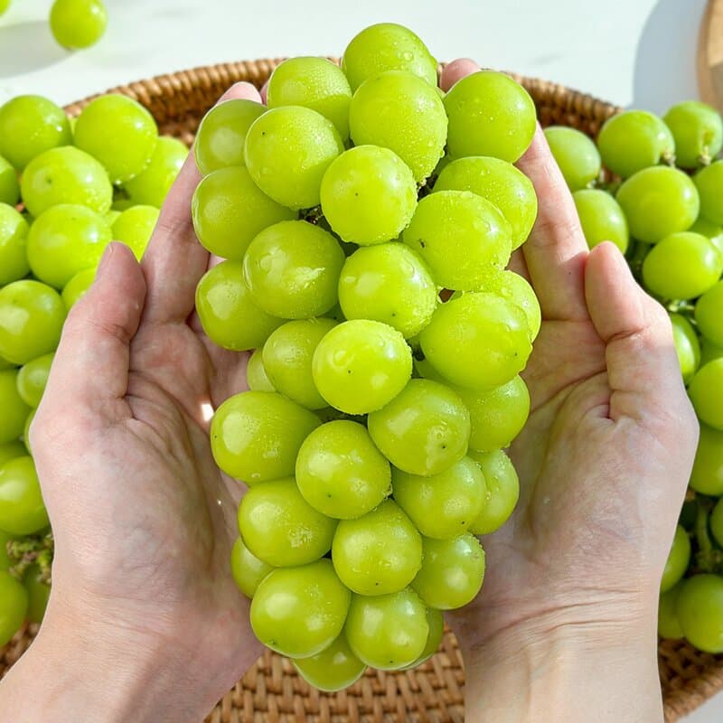가정용 샤인머스켓 6-8수 3kg
