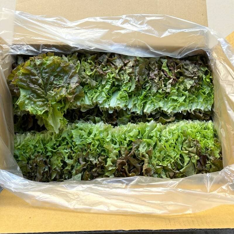 국내산 꽃상추 2kg 내외 1개