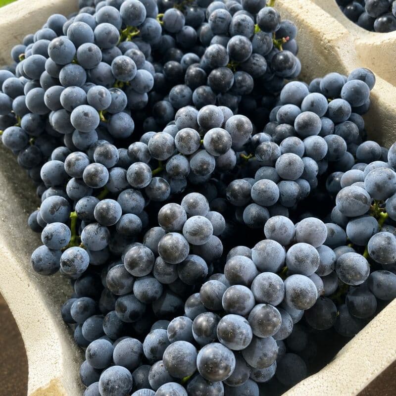 Tamnayu Campbell Grapes 3kg