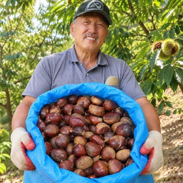 Fresh Chestnuts 5kg, 1 Box