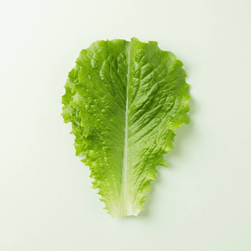 로메인 청상추 1kg 1박스