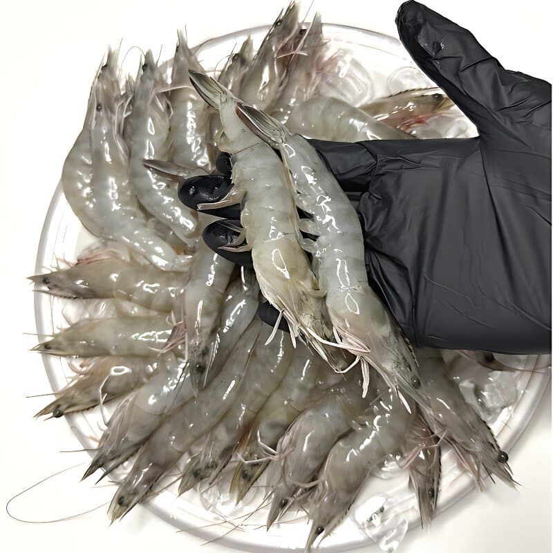 국내산 활 흰다리새우 500g
