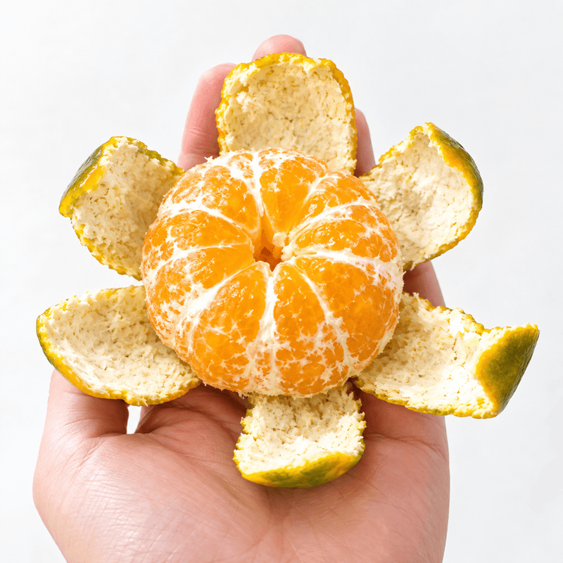 제주 가정용 극조생감귤 10kg