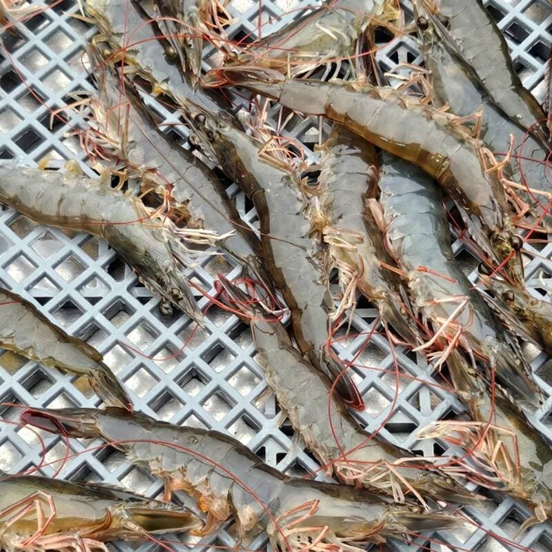 국내산 활 흰다리새우 1kg 1박스