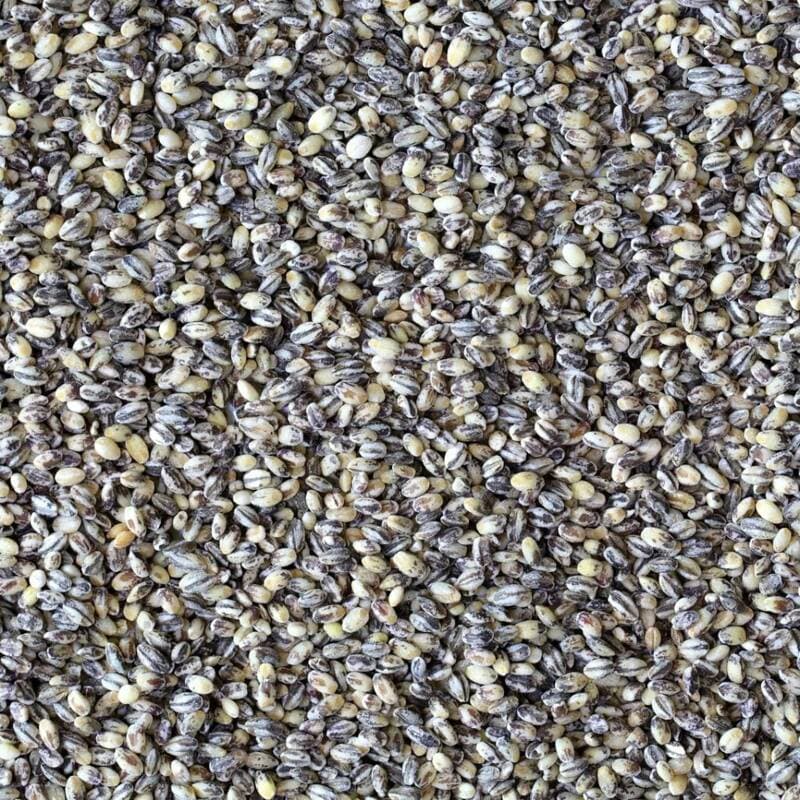 2026년산 검정보리쌀 500g 4봉