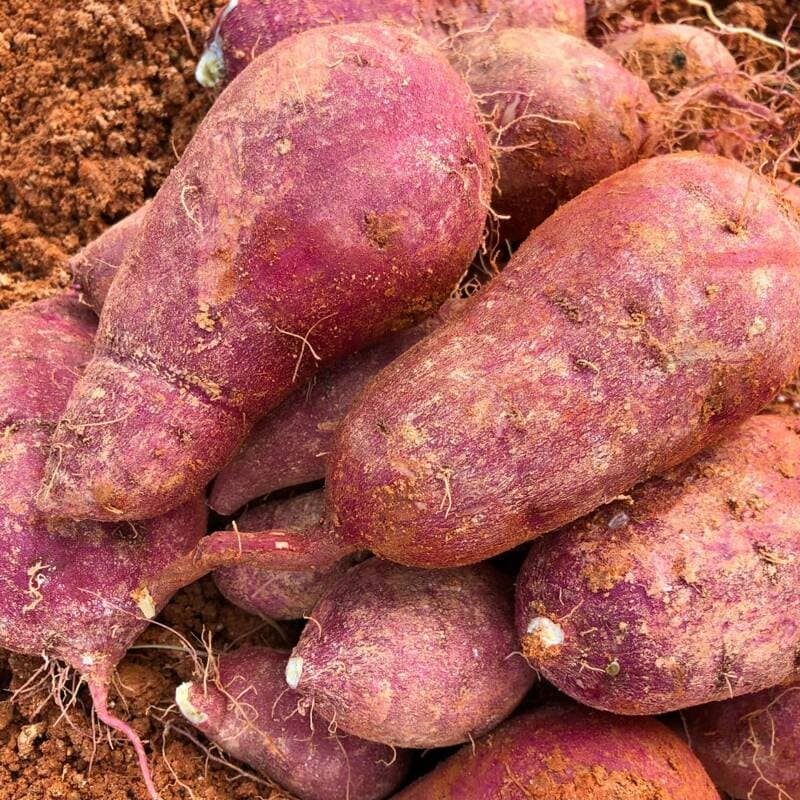 해남 햇 꿀고구마 특상 5kg