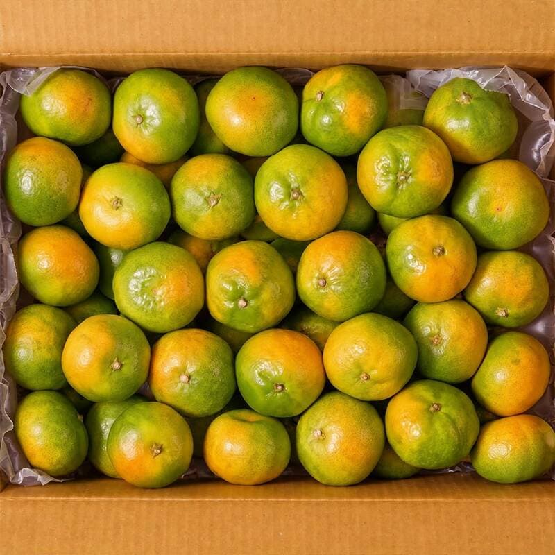 제주 극조생 노지 감귤 3kg