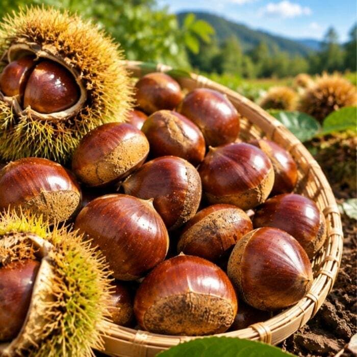 산들곳간 햇밤 특 2kg
