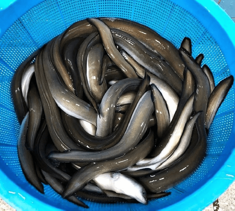 풍천 민물장어 원물 1kg