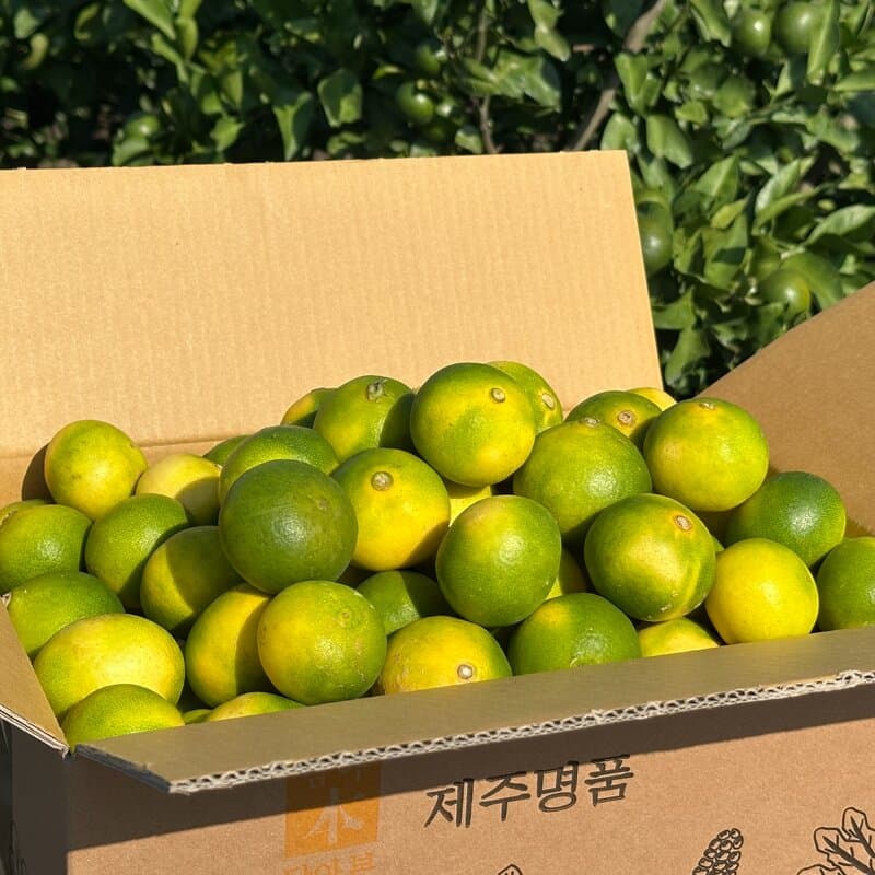 제주 농가직송 감귤 로얄과 10kg