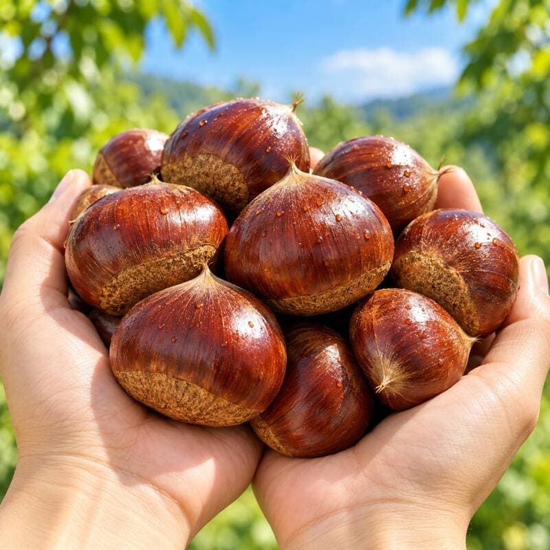 공주산 햇밤 알밤 특대 2kg