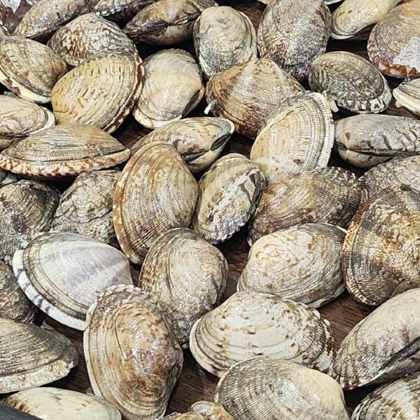 직접푸드 대왕 다이버 바지락 1kg