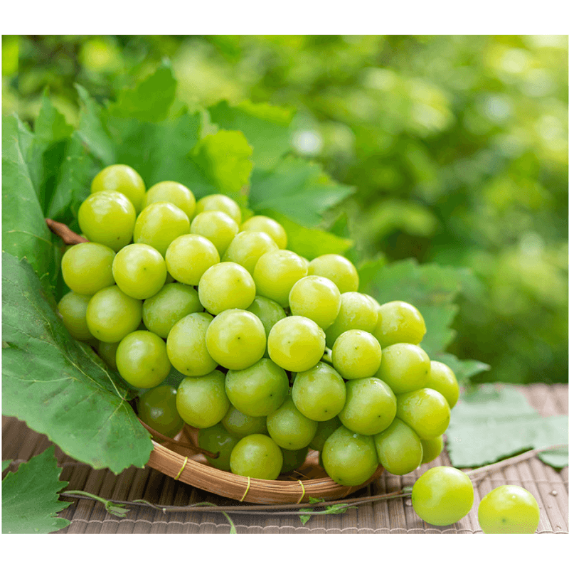 가정용 샤인머스켓 3kg