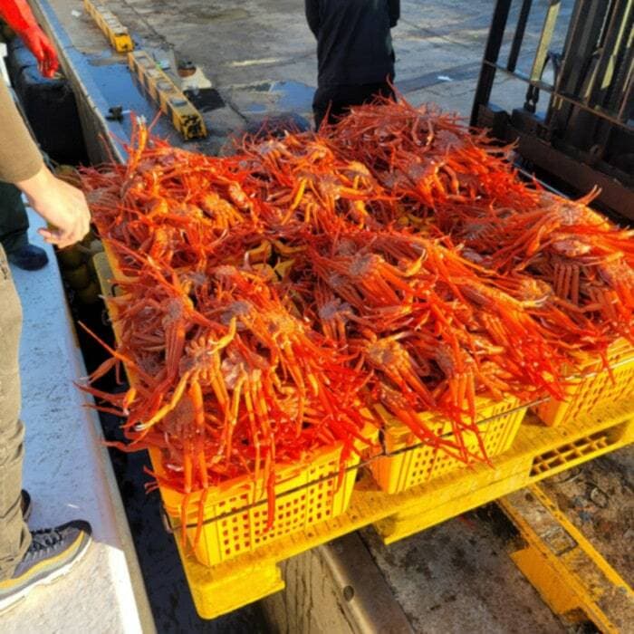 국내산 제철 홍게 4kg