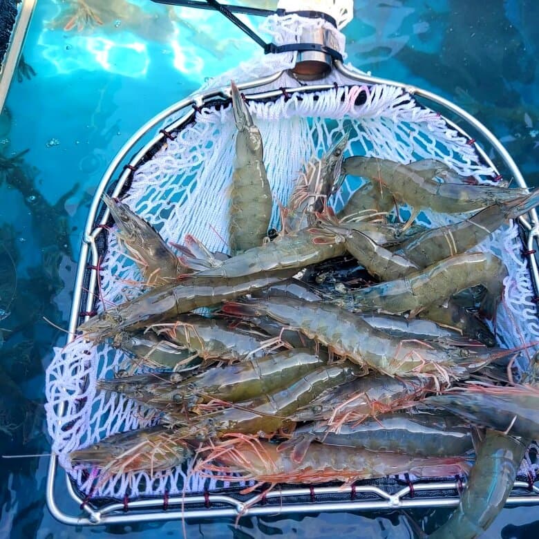 통영 횟감 활새우 1kg