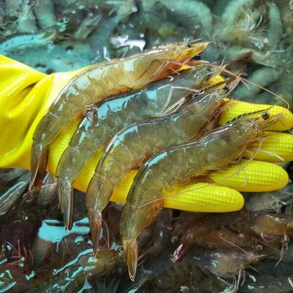 통영 횟감 활새우 1kg