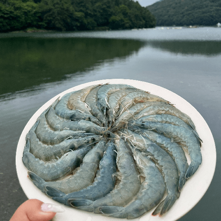 신안 횟감 활 왕새우 1kg