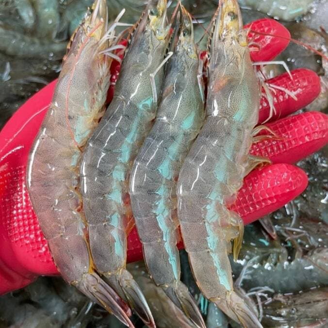 국내산 횟감 활 흰다리새우 1kg