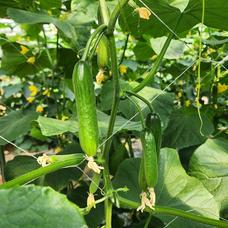 Domestic Mini Cucumber 2kg Box