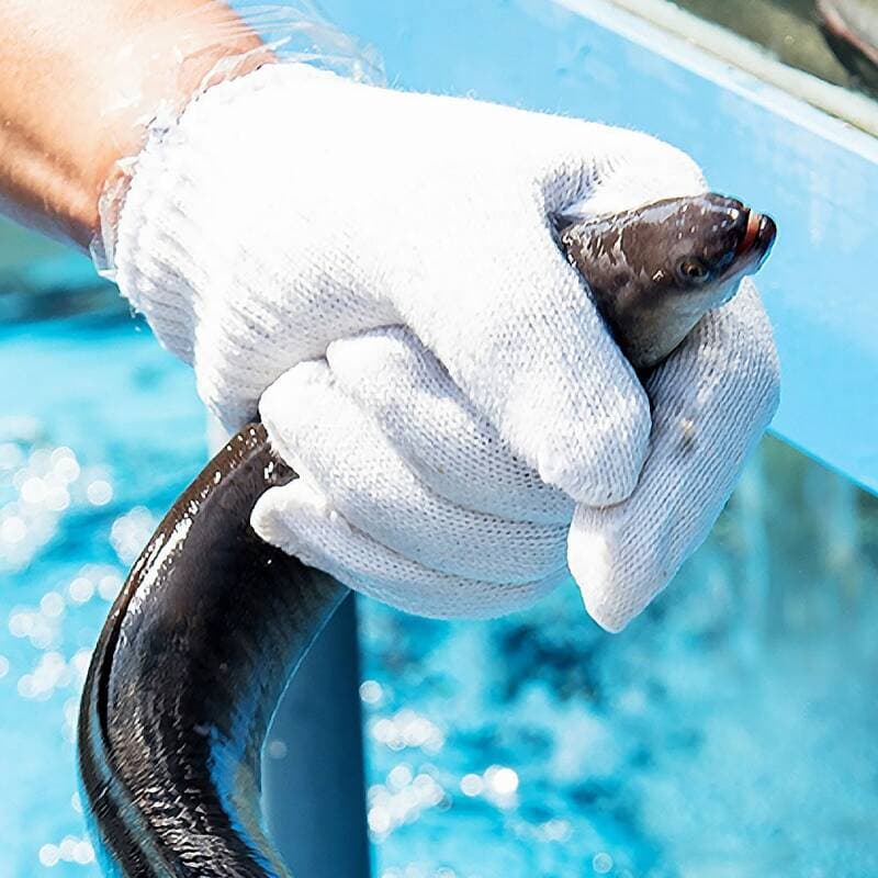 Gochang Cleaned Freshwater Eel 1kg x 2 Packs
