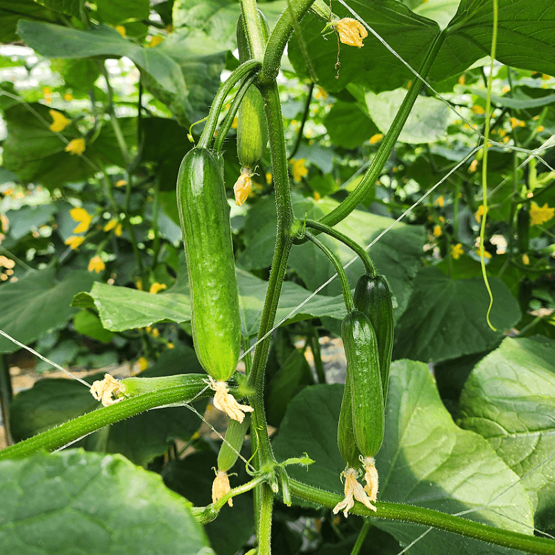 Domestic Mini Cucumbers 2kg Box