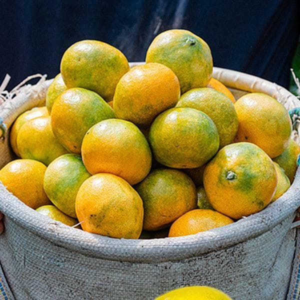 Jeju Open-Field Tangerines 5kg Royal Grade