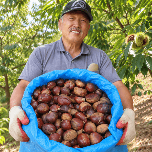 Fresh-Harvest Chestnuts 3kg 1 Box