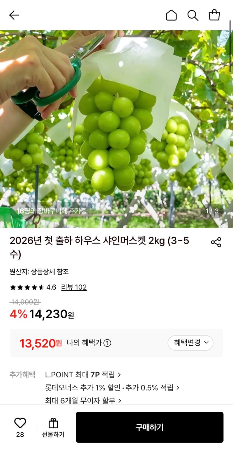 하우스 샤인머스켓 2kg