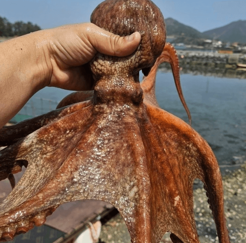 여수 생물 돌문어 1kg