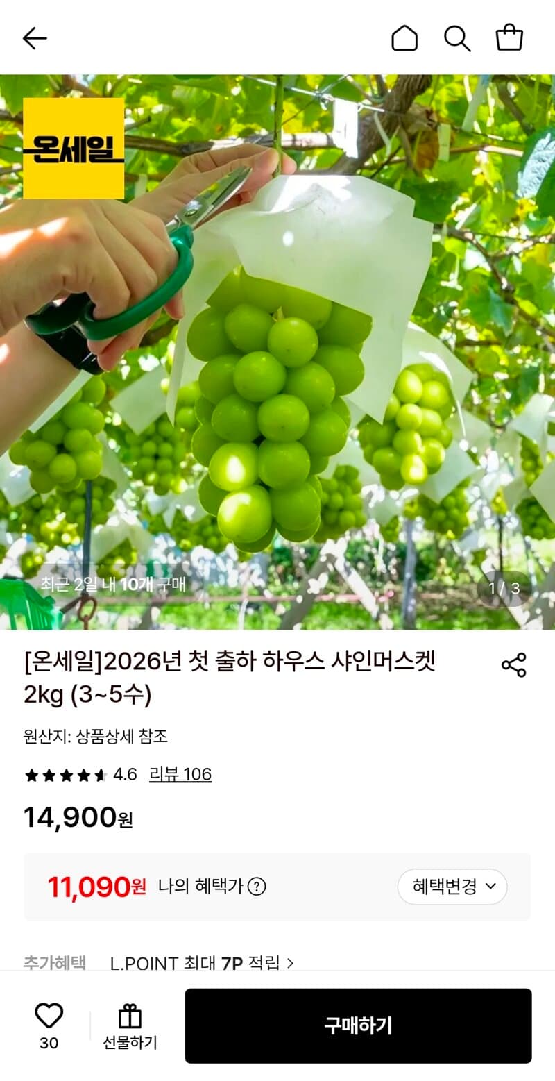 샤인머스켓 2kg