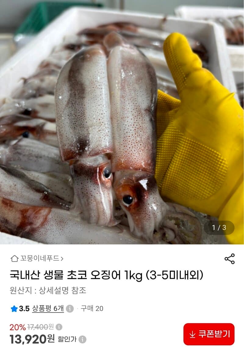생물 초코 오징어 1kg