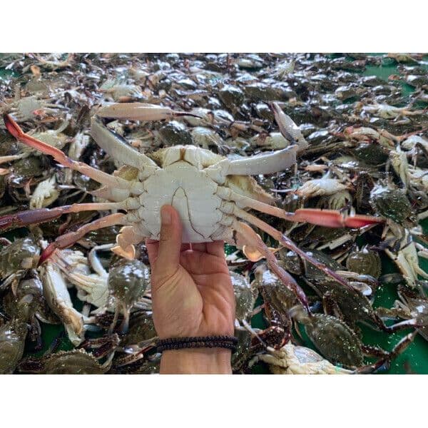 서천 자연산 숫꽃게 2kg