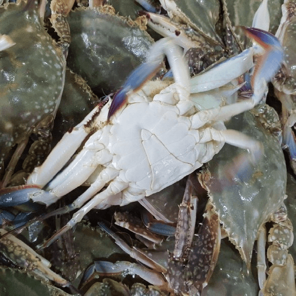 국내산 생물 숫꽃게 1kg