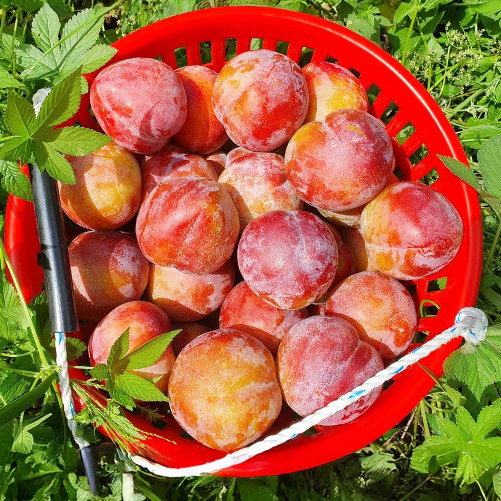 경북 자두 1kg