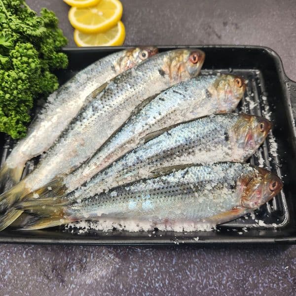 자연산 전어 구이용 1kg