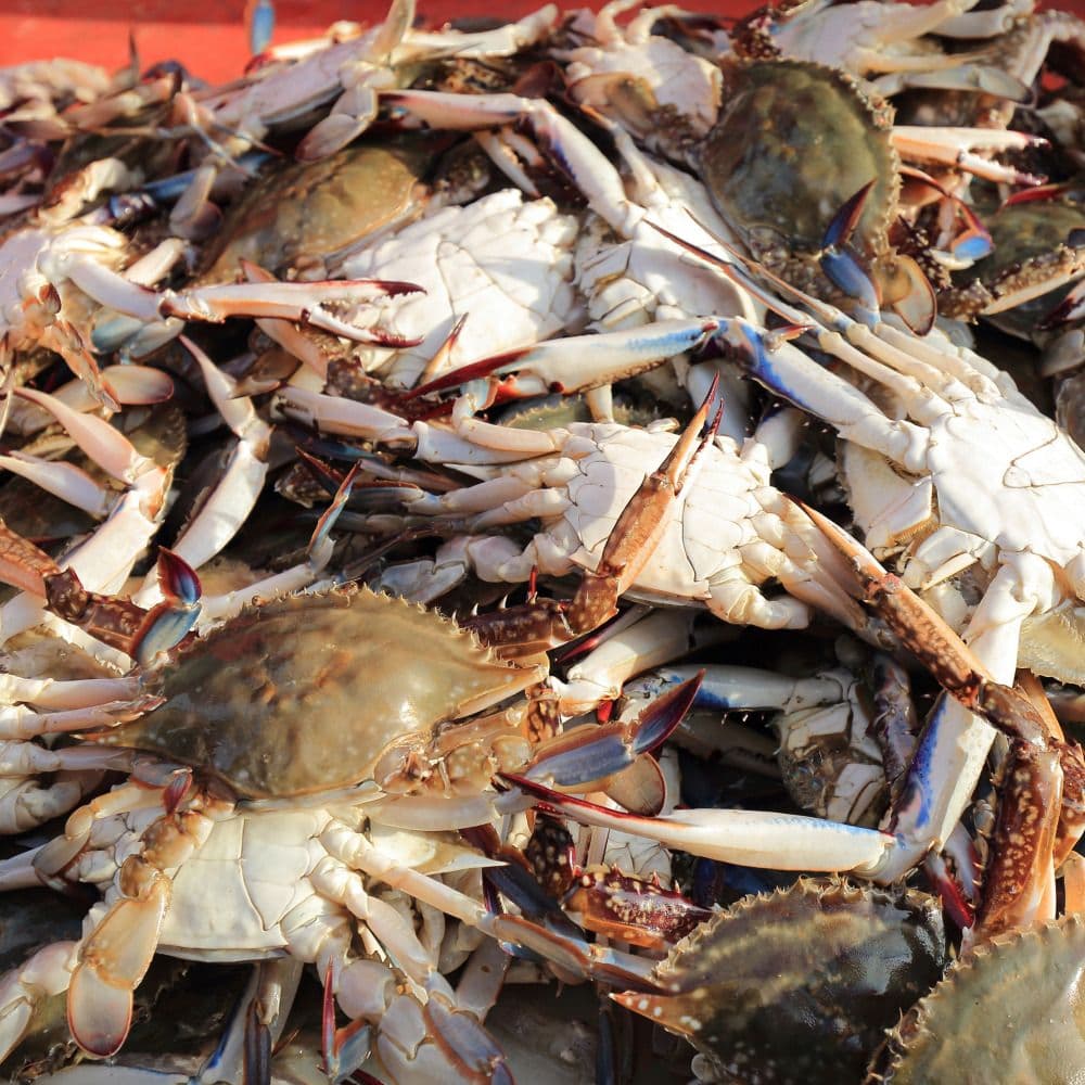 파인밀 활 숫꽃게 중짜 2kg