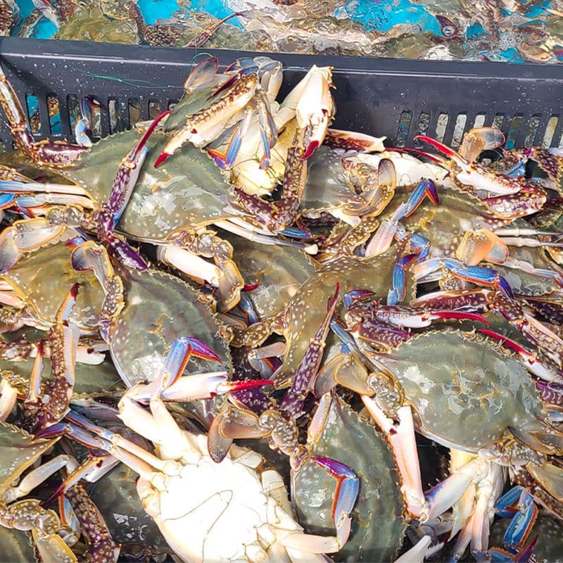 청춘농가 활숫꽃게 1kg