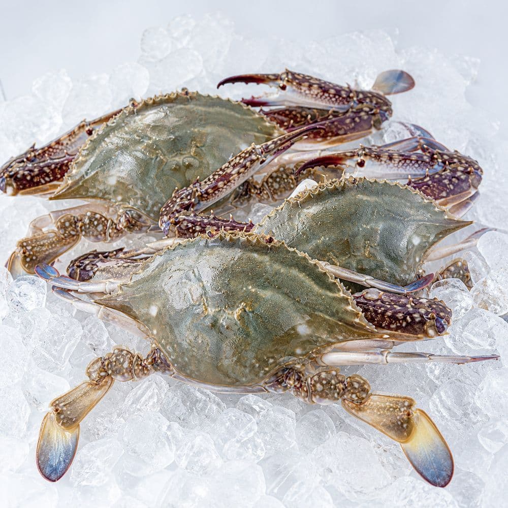산들에담다 서해안 활 숫꽃게 대 2kg