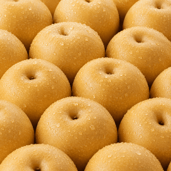 국내산 햇 배 5kg