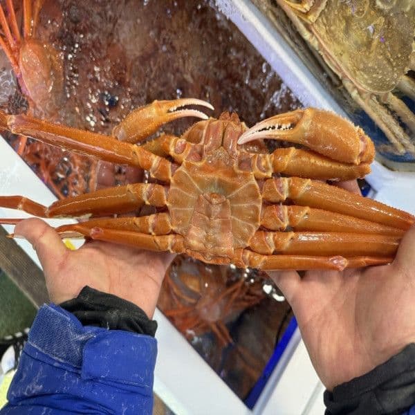 후포리 박달홍게 4kg 1박스