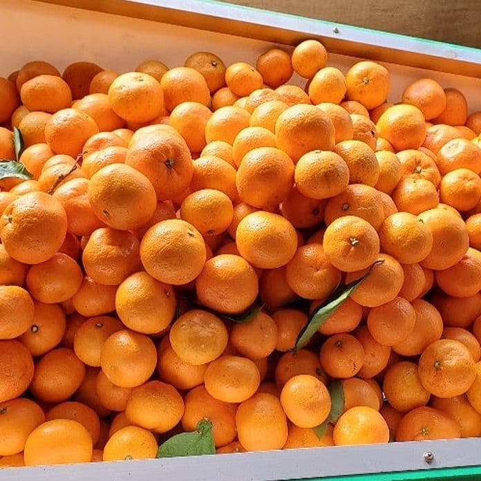 Thebareun Jeju Nongji Gamgyul 5kg