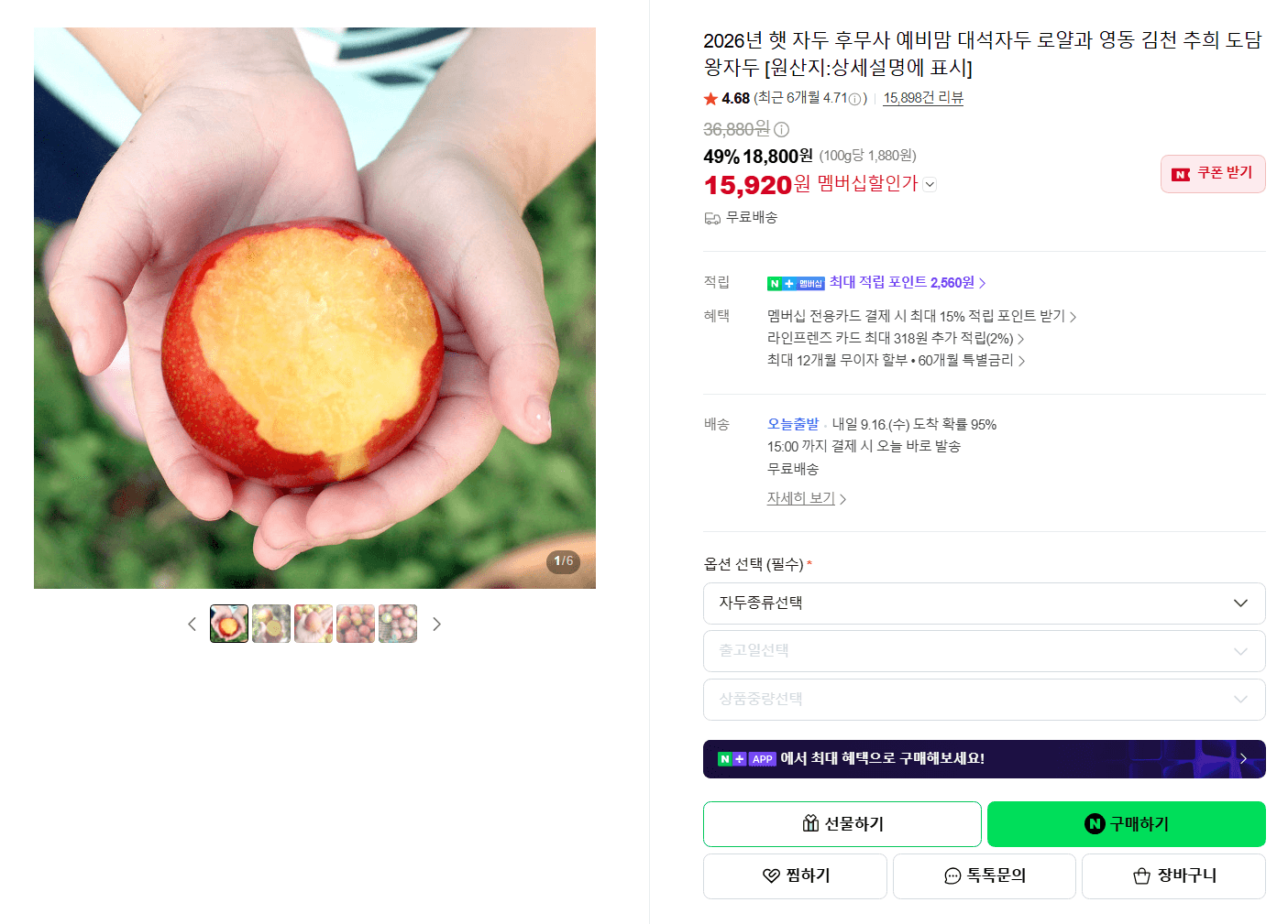 2026년 햇 자두 (후무사/예비맘/대석자두/로얄과/영동/김천/추희/도담/왕자두)