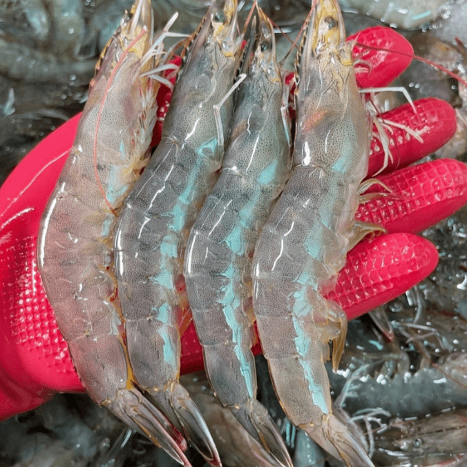 국내산 활 흰다리새우 1kg